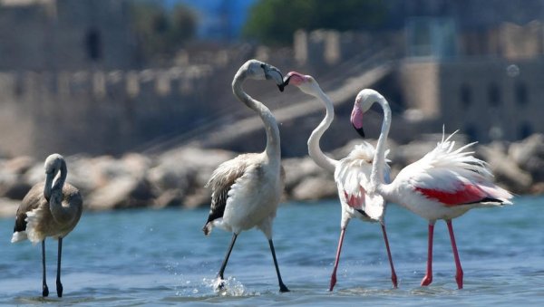 ТУЖАН ПИЗОР НА ХАЛКИДИЈИКУ: На десетине фламингоса отровано оловном сачмом