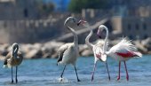 TUŽAN PIZOR NA HALKIDIJIKU: Na desetine flamingosa otrovano olovnom sačmom
