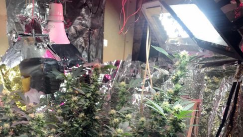 OTKRIVENA LABORATORIJA DROGE U STANU: Zaplenjeno sedam kilograma marihuane - Uhapšen Kladovljanin
