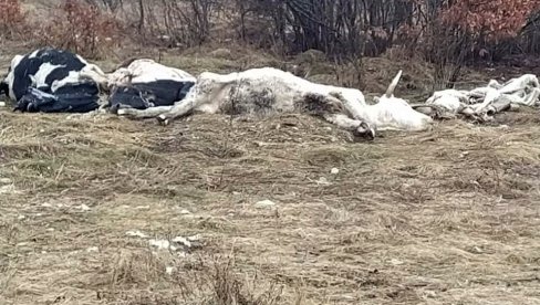 PANIKA KOD LIVNA: Uginule krave istovarene u blizini srpskog sela, meštani strahuju od pojave zaraze