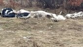 ПАНИКА КОД ЛИВНА: Угинуле краве истоварене у близини српског села, мештани страхују од појаве заразе