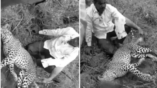 (УЗНЕМИРУЈУЋИ ВИДЕО) Мушкарац убио леопарда голим рукама да би спасао породицу