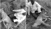 (УЗНЕМИРУЈУЋИ ВИДЕО) Мушкарац убио леопарда голим рукама да би спасао породицу