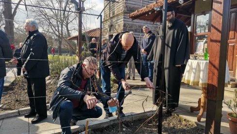 TRI VINOGRADA U KRUŠEVCU: Nastavljeno orezivanje svete loze s Hilandara u Srbiji