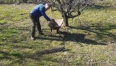 POSLOVI U VOĆNJAKU PRE KRETANJA VEGETACIJE: Evo šta sve treba da uradite