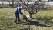 КОЛАЧАРЕ РАЂАЈУ КАО ЧИЧАК: Почела резидба воћа у Јадру, мајстори из Руњана имају пуне руке посла (ФОТО)
