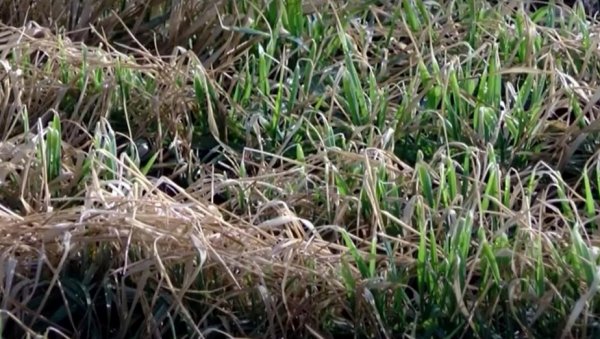 УПРКОС ПОЈАВИ ЖУТИЛА ЛИСНЕ МАСЕ: Стручњаци прогнозирају бољи принос пшенице у јужном Банату него лане