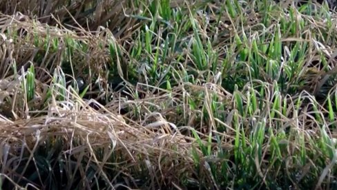 UPRKOS POJAVI ŽUTILA LISNE MASE: Stručnjaci prognoziraju bolji prinos pšenice u južnom Banatu nego lane