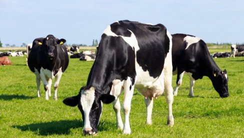 U NEDELJNOM BROJU NOVOSTI ČITAJTE: Da li će zaista učiti krave da idu u ve-ce ne bi li spasli planetu