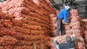 ZLATARSKI KROMPIR STIŽE U MARKETE: U skladištu Gujaničića, iz Akmačića, kod Nove Varoši,  500 tona povrća čeka kupce