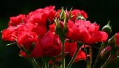 ИЗВОЗ ВРЕДАН 2,5 МИЛИОНА ЕВРА: Српска ружа квалитетна као француска
