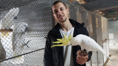 PAPAGAJI - VEZA ZA CEO ŽIVOT: Stefan Švabić (27), iz Čepura zbog egotičnih ptica je spreman da ne spava i da ih hrani špricem na 45 minuta