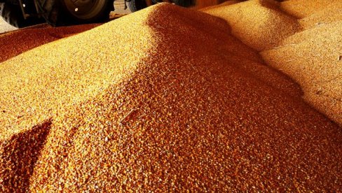 NOVOSADSKA BERZA: Rast cena kukuruza i pšenice, tona uree 865 evra