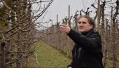 VOĆE BOLJE OD ŽITA: U ataru Lapova, tokom minule decenije, površine pod raznim sadnicama povećane za čak 80 odsto