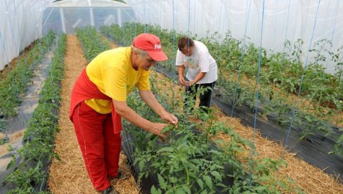 РАСТЕ ИЗВОЗ ОРГАНСКЕ ХРАНЕ: Министарство издваја 25.000 динара подстицаја по хектару