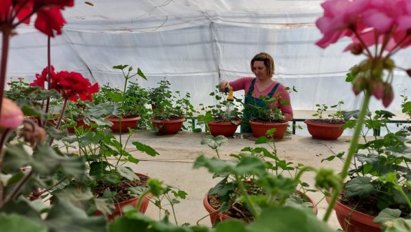 ДА СЕ ВРШАЦ РАСЦВЕТА: Ускоро ће 30.000 садница да украси тргове и јавне зелене површине