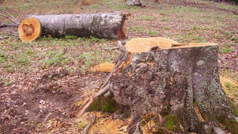 SRPSKOJ OTIMAJU ŠUME: Bošnjaci u RS traže da se proglase neustavnim akti o šumskim predelima