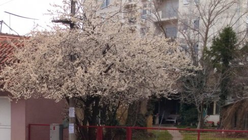NAJAVA PROLEĆA U POŽAREVCU: Centar grada procvetao i pored hladnog vremena (FOTO)