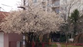 NAJAVA PROLEĆA U POŽAREVCU: Centar grada procvetao i pored hladnog vremena (FOTO)