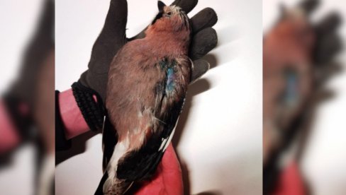 LJUBITELJI ŽIVOTINJA UPOZORAVAJU: Bahate Nišlije ubijaju zaštićene ptice!