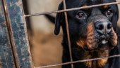 ЉУДИ МАСОВНО НАПУШТАЈУ РОТВАЈЛЕРЕ: Након незапамћене трагедије у Сенти многи велики пси остају без власника