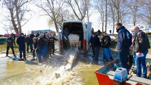 PORIBLJAVANJE NA VODAMA VOJVODINE: U Dunav pušteno 800 kilograma mlađi šarana