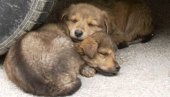 GRAĐANI KAO VOLONTERI: Akcija udomljavanja pasa lutalica u Pančevu