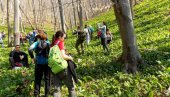 ОТКАЗАНА СРЕМУШИЈАДА: Параћински Планинарски клуб Јаворак због нових мера одустао од акције планиране  за суботу