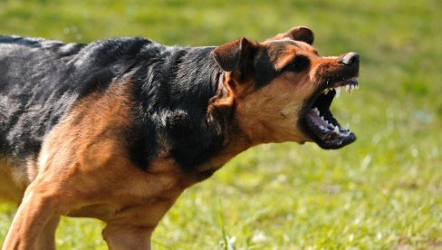 ХОРОР У РАШКОЈ: Нахушкао пса да напада суграђане, бесна животиња кидисала на људе