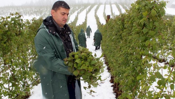 ДУНАВ ПРЕУЗИМА ПРОЛЕЋНИ МРАЗ: Национална осигуравајућа кућа није мењала прошлогодишње услове полиса за малинаре