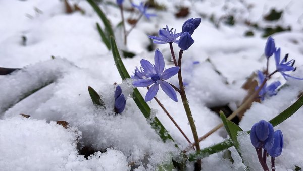 СНЕГ САКРИО ДОЛАЗАК ПРОЛЕЋА : Зима се данас календарски завршава, али се по најавама метеоролога још не предаје