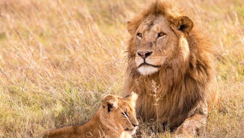 УЖАС У КЕНИЈИ: Полиција у резервату пронашла тело човека кога је напао лав