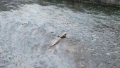 MAŠINSKO ULJE U ĐETINJI: Reka koja je nekada bila ponos Užičana sada doživljava novu ekološku katastrofu