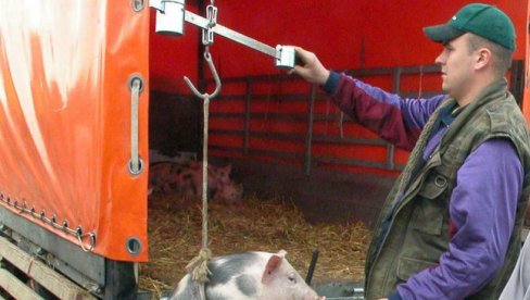 ВЕТЕРИНАРИ  ЧЕШЉАЈУ  СВЕ ОБОРЕ: Афричка куга свиња потврђена у четири села параћинске општине