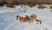 UGROŽENA VRSTA: Kako divlji konji žive u černobiljskoj zoni (VIDEO)
