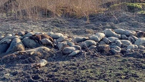 ЕКОЛОШКА КАТАСТРОФА НАДОМАК БОРЧЕ: Бачене стотине угинулих свиња у Ковилову, лешеви затрпани земљом