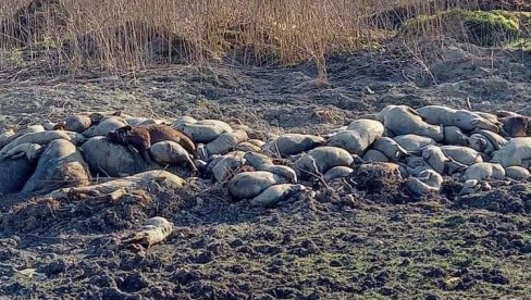 EKOLOŠKA KATASTROFA NADOMAK BORČE: Bačene stotine uginulih svinja u Kovilovu, leševi zatrpani zemljom