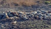 EKOLOŠKA KATASTROFA NADOMAK BORČE: Bačene stotine uginulih svinja u Kovilovu, leševi zatrpani zemljom