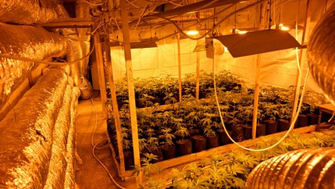 MUP U AKCIJI! Pronađena ilegalna laboratorija marihuane - Vulin poslao jasnu poruku