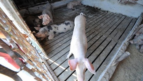 MINISTARKA POTVRDILA: Zaustavljeno širenje afričke kuge svinja u Srbiji