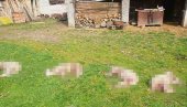 (UZNEMIRUJUĆU FOTO) KRVAVI PIR U DVORIŠTU STANOJEVIĆA: Čopor pasa ubio četiri jagnjeta, dva teško povredio