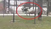 НЕВЕРОВАТНЕ СЦЕНЕ У АРИЉУ: Бик сатима шетао улицама, а онда је упао у кућу! (ФОТО)
