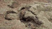 ZATRPANE SVINJE  A I ODGOVORNOST: Komunalni inspektori u Kovilovu nisu videli uginule životinje