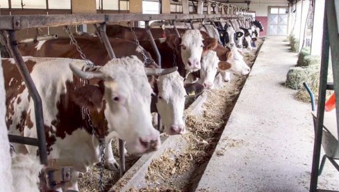 ПОЉОПРИВРЕДА ВИШЕ НЕЋЕ БИТИ ИСТА: Украјинци покренули звер од 60 робота у сточарству