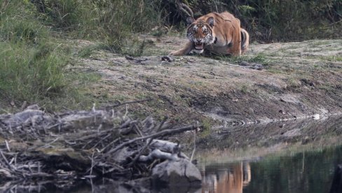 TIGAR UBIO ŽENU: Užas u safari parku u Čileu