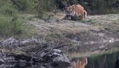 НЕУХВАТЉИВА ЗВЕР СЕЈЕ СТРАХ: Лов на амурског тигра у Приморском крају Русије