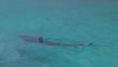 ШОК ПРИЗОР У ГРЧКОЈ: Ајкула се брчка у плићаку (ВИДЕО)