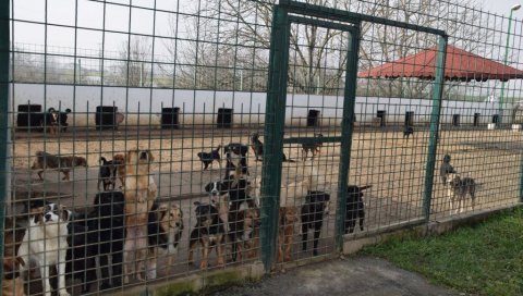 ВЕТЕРИНАРКСА ИНСПЕКЦИЈА СУТРА НА ТЕРЕНУ: Биће обављена контрола свих прихватилишта за псе у Србији
