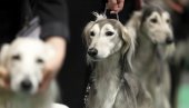 DAR OD BOGA, BRZ KAO VETAR: Saznajte sve o veličanstvenom psu rase saluki koga je dobio predsednik Srbije