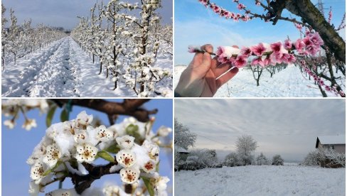 СРБИЈА ЗАВЕЈАНА, СЛИКЕ НЕВЕРОВАТНЕ: Април у Београду, и остатку земље, обично не изгледа овако - снег прекрио кровове и воћњаке (ФОТО/ВИДЕО)